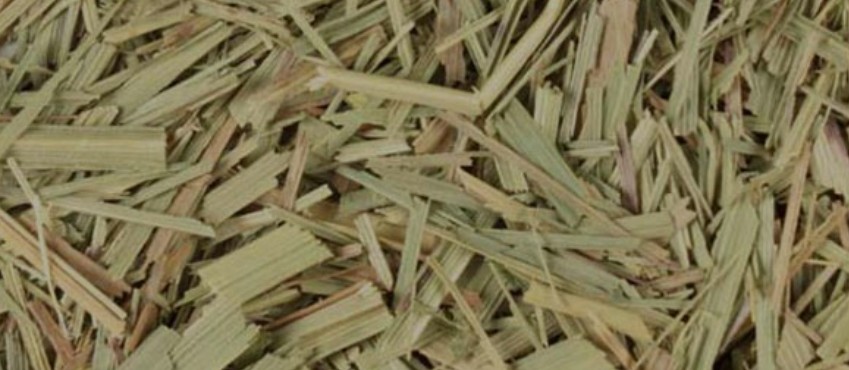 Lemon Grass